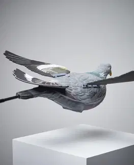 poľovníc Balabán poletujúceho holuba s mávajúcimi krídlami 920