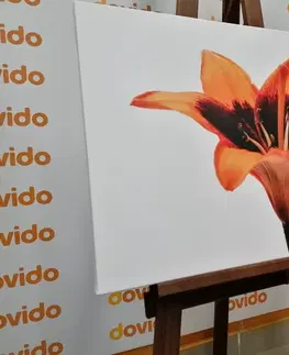 Obrazy kvetov Obraz oranžová ľalia