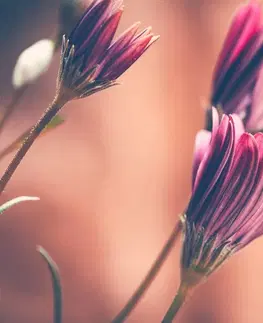 Obrazy kvetov Obraz jemné ružové margarétky