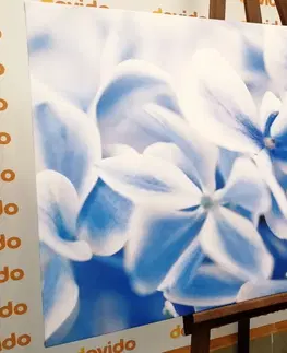 Obrazy kvetov Obraz kvety hortenzie v modrobielom nádychu
