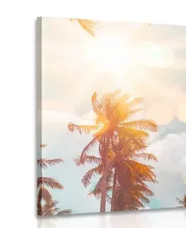 Obrazy prírody a krajiny Obraz lúče slnka medzi palmami