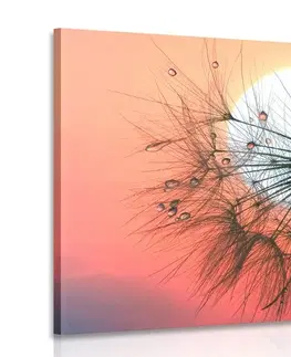 Obrazy kvetov Obraz púpava pri západe slnka