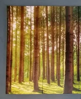 Obrazy prírody a krajiny 5-dielny obraz slnečné ráno v lese