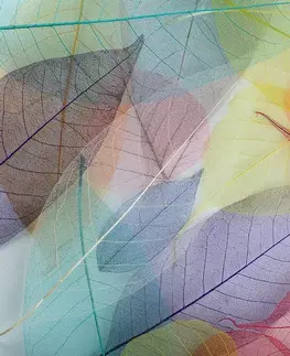 Tapety príroda Tapeta žilky na farebných listoch