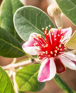 Kvetináče a hrantíky Pestovateľská súprava "Ananásová guajava"
