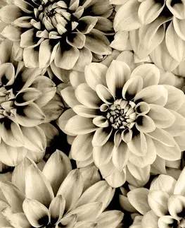 Čiernobiele tapety Fototapeta kvety dálie v sépiovom prevedení