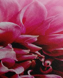 Obrazy kvetov Obraz ružový kvet