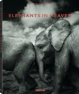 Fotografia Elephants in Heaven - Joachim Schmeisser