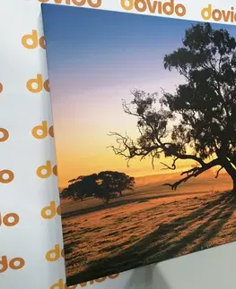 Obrazy prírody a krajiny Obraz osamelý strom pri západe slnka