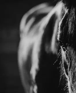 Čiernobiele tapety Fototapeta majestátny čiernobiely kôň