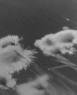 Čiernobiele obrazy Obraz bavlnená tráva v čiernobielom prevedení