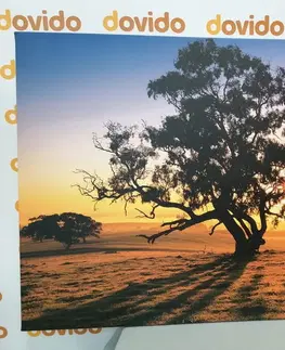 Obrazy prírody a krajiny Obraz osamelý strom pri západe slnka