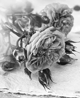 Čiernobiele tapety Fototapeta čiernobiele ruže v rozkvete