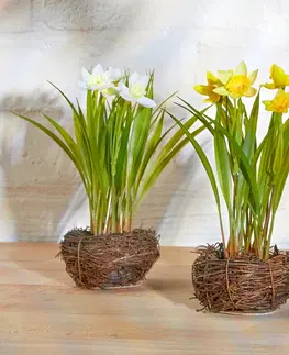 Drobné dekorácie a doplnky Narcisy v hniezde, žltá