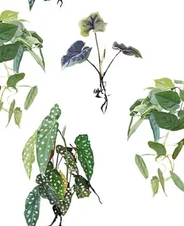 Tapety príroda Tapeta pôvabné zelené listy
