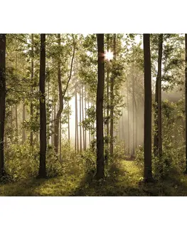 Tapety Fototapeta XXL Forest 360 x 254 cm, 4 diely