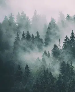 Samolepiace tapety Samolepiaca fototapeta les v hmle