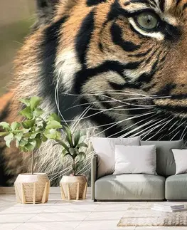 Samolepiace tapety Samolepiaca fototapeta bengálsky tiger