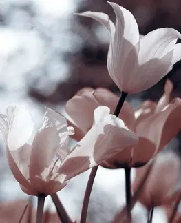 Obrazy kvetov Obraz jarné tulipány v parku