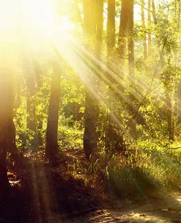 Obrazy prírody a krajiny Obraz slnečné lúče v lese