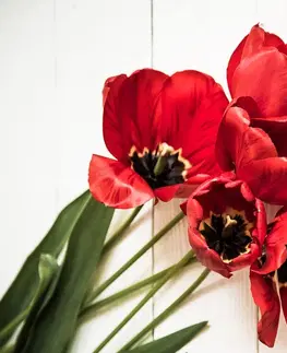 Tapety kvety Fototapeta rozkvitnuté červené tulipány