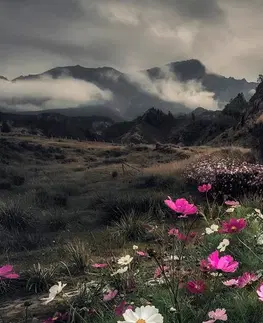 Obrazy prírody a krajiny Obraz lúka kvitnúcich kvetov