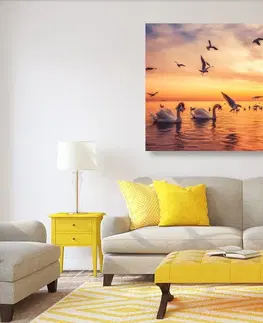 Obrazy zvierat Obraz labute na mori