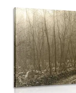 Obrazy prírody a krajiny Obraz sépiová cestička do lesa
