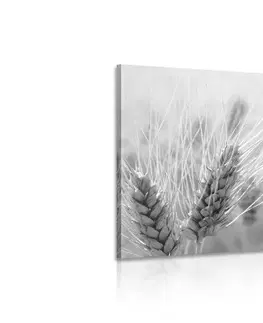 Čiernobiele obrazy Obraz pšeničné pole v čiernobielom prevedení