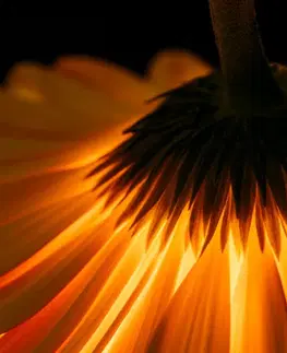 Obrazy kvetov Obraz gerbera na tmavom pozadí