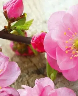 Tapety Samolepiaca fototapeta do kuchyne japonská sakura