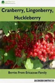Hobby - ostatné Cranberry, Lingonberry, Huckleberry
