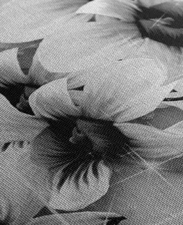 Čiernobiele obrazy Obraz čiernobiele kvety na abstraktnom pozadí