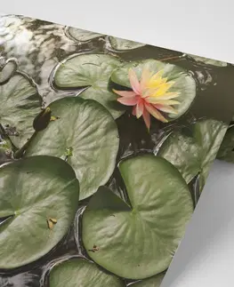 Samolepiace tapety Samolepiaca fototapeta lotosový kvet v záhrade