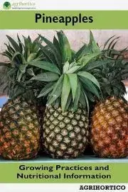 Hobby - ostatné Pineapple