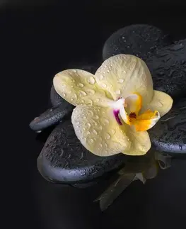 Tapety Feng Shui Fototapeta Zen kamene so žltou orchideou