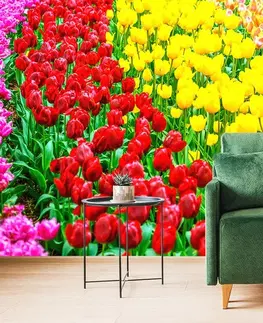 Samolepiace tapety Samolepiaca fototapeta záhrada plná tulipánov