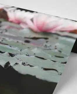 Samolepiace tapety Samolepiaca fototapeta lotosový kvet