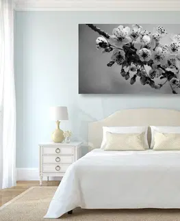 Čiernobiele obrazy Obraz kvitnúci konárik čerešne v čiernobielom prevedení