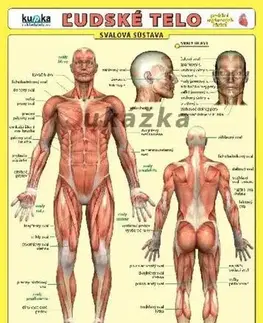 Ľudské telo Ľudské telo - karta - Petr Kupka