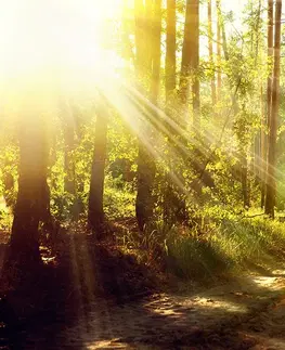 Samolepiace tapety Samolepiaca fototapeta slnečné lúče v lese