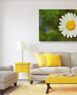 Obrazy kvetov Obraz kvet margarétky