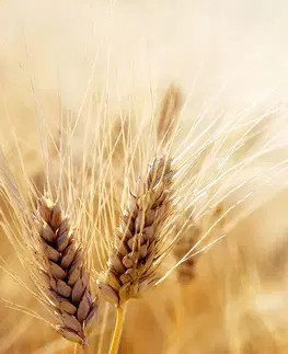 Tapety príroda Fototapeta pšeničné pole