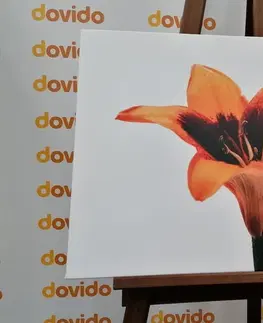Obrazy kvetov Obraz oranžová ľalia