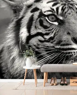 Čiernobiele tapety Fototapeta bengálsky čiernobiely tiger