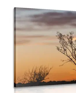 Obrazy prírody a krajiny Obraz konáriky v západe slnka
