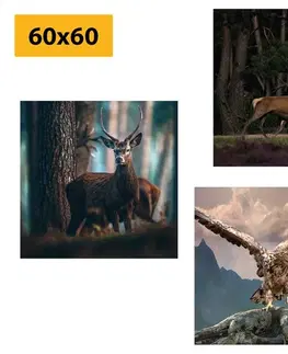 Zostavy obrazov Set obrazov krása lesných zvierat