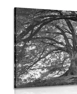 Čiernobiele obrazy Obraz čiernobiele majestátne stromy