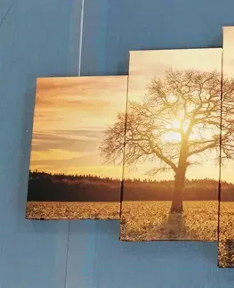 Obrazy stromy a listy 5-dielny obraz osamelého stromu