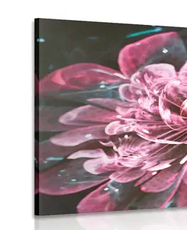 Abstraktné obrazy Obraz magický ružový kvet